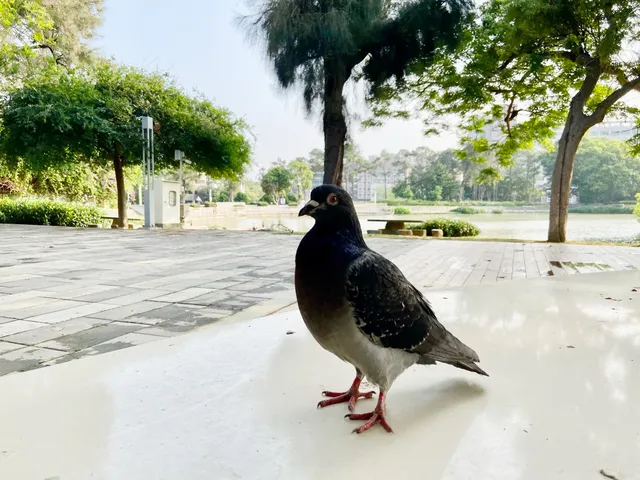 古盧咕