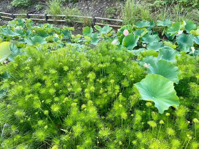 成功湖水草