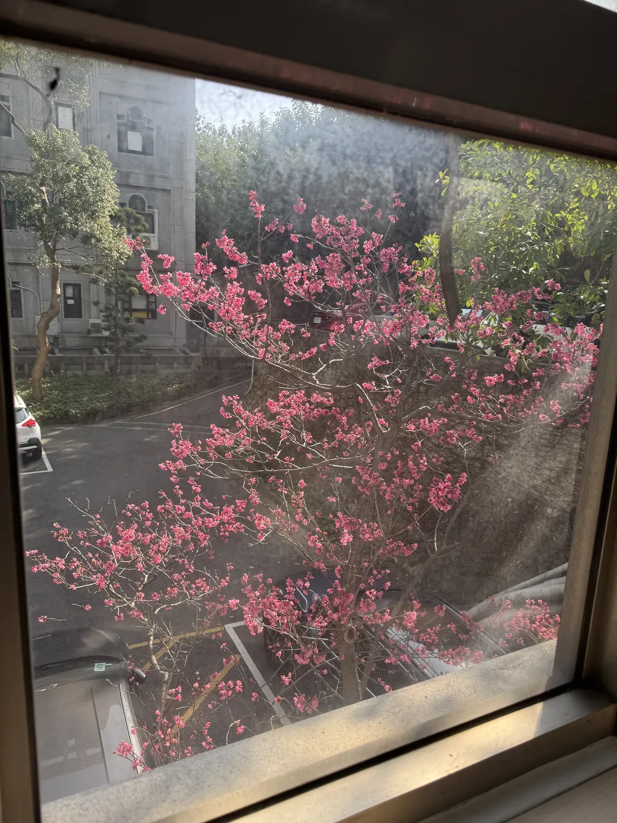 實驗室窗外的櫻花樹盛開了